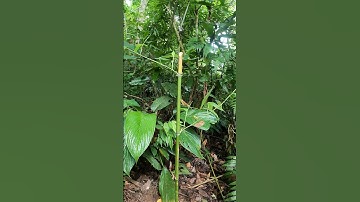 Cây trúc quân tử ra lá xanh tốt sau 1 tuần #xuhuong #trending