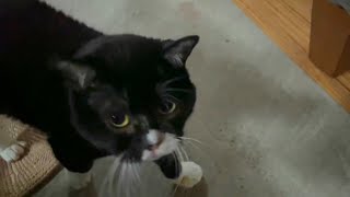 【猫】ちゅ〜る欲しくて頭突きをかましてくるもんた