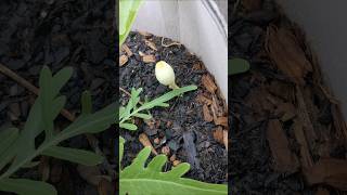 Don't freak out over mushrooms and your pots and garden!!! #backyardgardening #gardening #garden