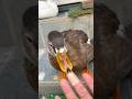 絆創膏に少し興味があるコールダック。 Our Call Duck is a Little Curious About a Band-Aid