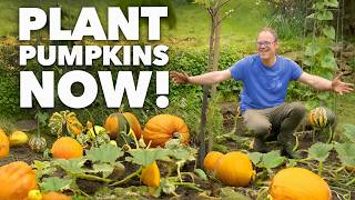 No-Dig Pumpkins - Step by Step Guide With Cardboard & Compost