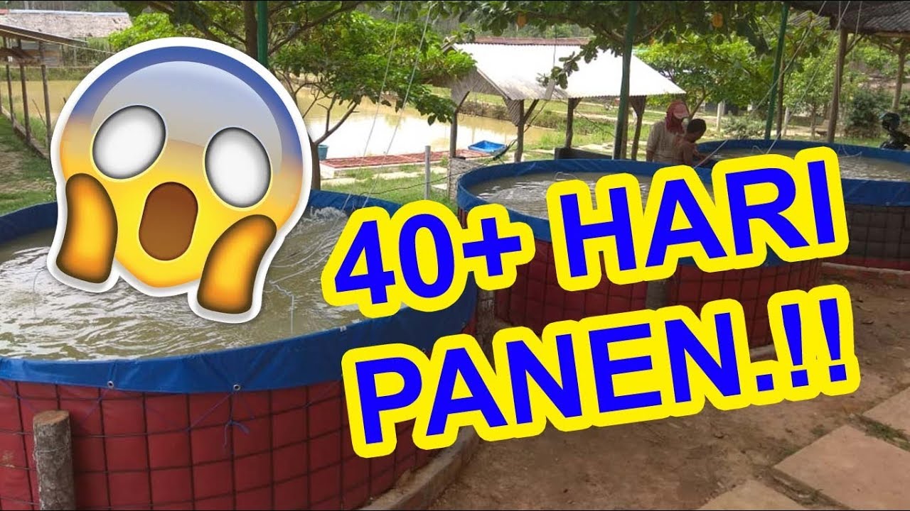40+ HARI PANEN.!!! Budidaya Lele cara Bioflok dengan Kolam Terpal Bulat