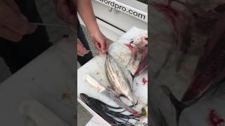 SwordPro Rigging Broadbill Swordfish Baits