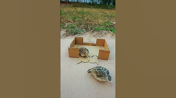 EASY simple quails trap / Underground quails trap #shorts