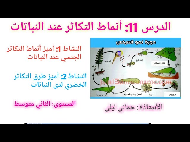 الدرس 11: أنماط التكاثر عند النباتات