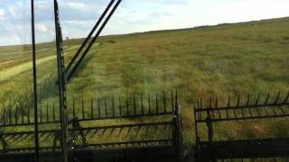 swathing canola north dakota 2011