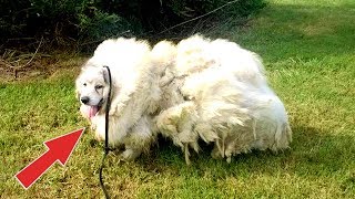 6 Yıldır Ahirda Ki̇li̇tli̇ Tutulan Köpek