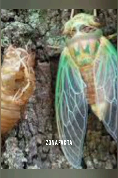 Kinjeng Tangis #faktaunik #faktamenarik #infounik #infomenarik #insects #serangga #duniahewan #fakta