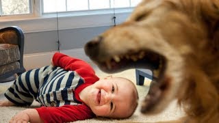 Cute Dog Trying to Talk to Baby Compilation NEW
Check this funny and cute videos of dog trying to talk to baby!
Feel free to leave a comment! Share this video in Facebook/Twitter/Google+ and show to your friends!
Have a GREAT Day :)
Copyright Disclaimer:
No copyright intended. All content used in adherence to Fair Use copyright law.
#Dog #Baby #DogBaby
Copyright issue? Send us a message and well get it resolved. Cute Dog Trying to Talk to Baby Compilation NEW