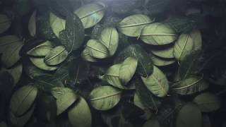 Leaf Transition - After Effects Template