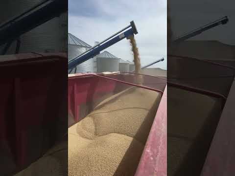 No barley no beer!!! #coors #farming #barley #beerbrewing #farm