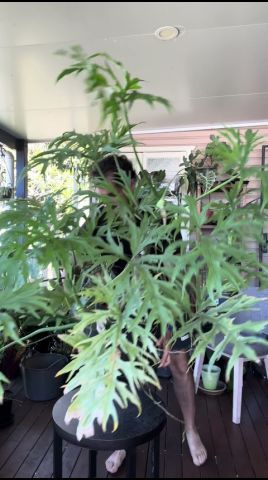 Philodendron warscewiczii - YouTube