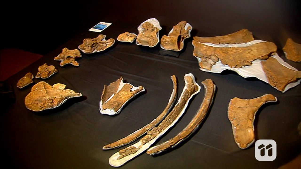 Scope TV: DIY shell fossils