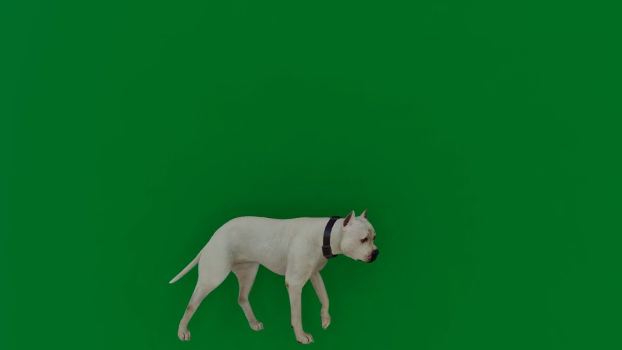 Dog Green Screen - YouTube