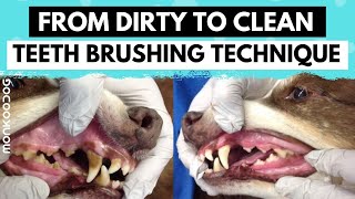 is it dangerous to have dogs teeth cleaned