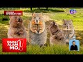 Quokka, binansagang ‘happiest animal in the world’ | Dapat Alam Mo!