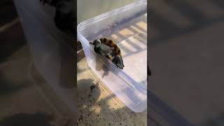 Snapping Turtle Bite!!! #shorts#turtle#viralshorts #turtledoves