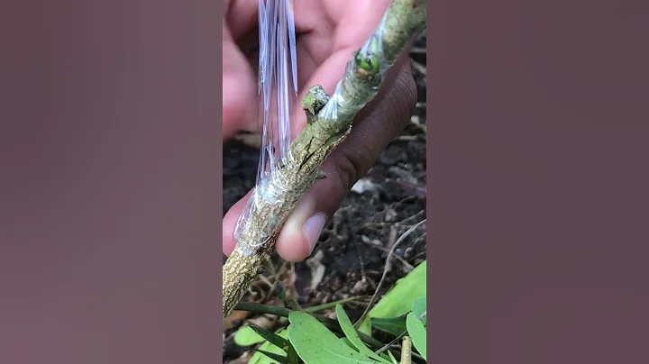 Best Way to Graft Wood apple Trees EP107 #grafting #graftingtechniques#fruitgrafting