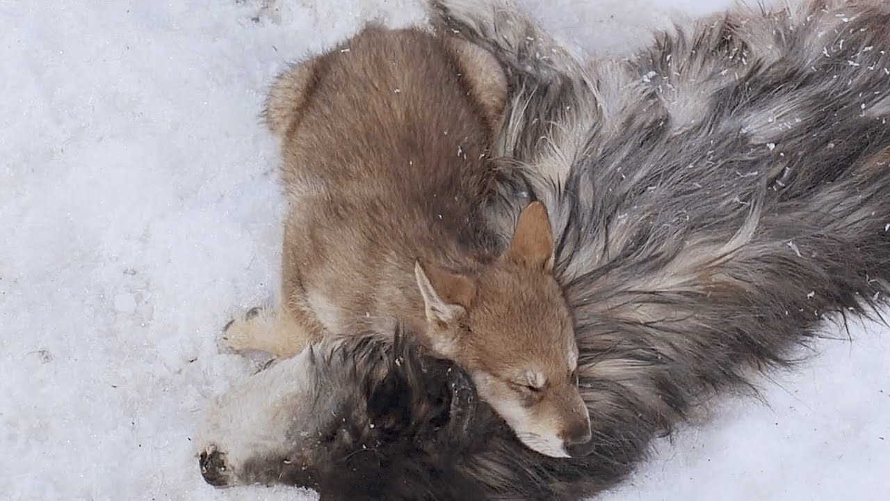 His Mother Is Dead But the Poor Baby Wolf Thinks She Is Just Sleeping