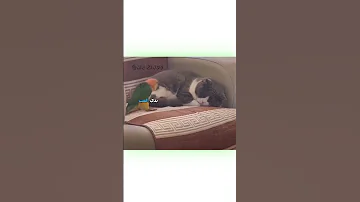 أفضل دوبلاج للحيوانات 2 دبلجة مضحكة ضحك اكسبلور السعودية My Kingo كوميديا دوبلاج Funny 