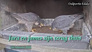 260206 Jara en James zijn terug thuis (Slechtvalken Kortrijk)