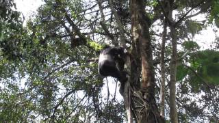 Silverback climbs down a tree