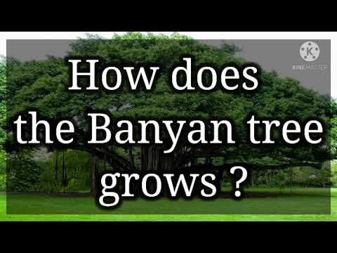 تصویری: رشد درخت بانیان - باغبانی دانش