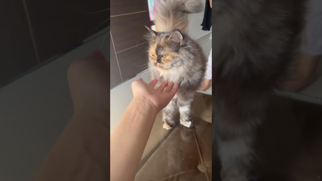 Grey fluffy persian cat 🧿💜