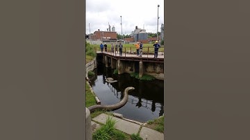 Two Huge Snakes Stuck in Factory Drain – Heroic Save! #shorts #viralvideo