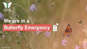 UK Butterfly Emergency Declared