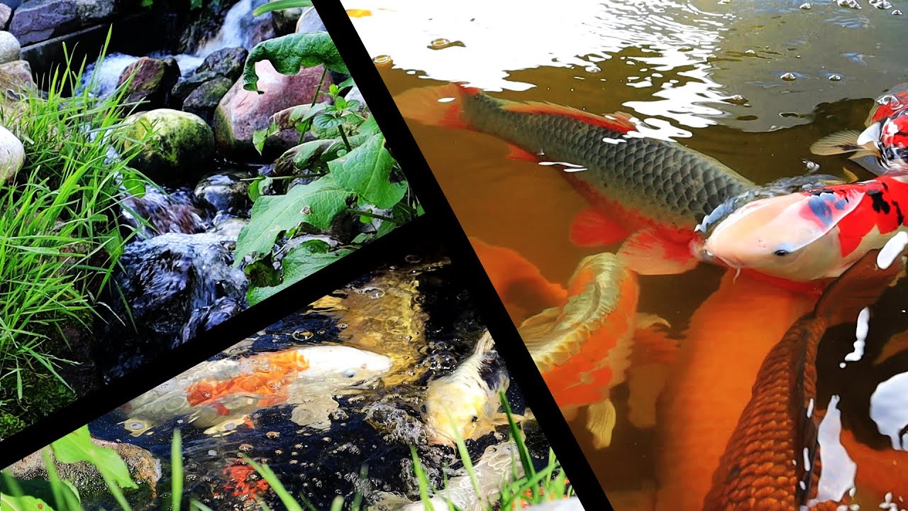 Koi Pond Visit With Waterfall & Natural Pond | Water Garden - Youtube