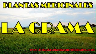 ¿Qué beneficio tiene la grama?
