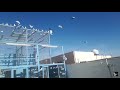 Flying time high flyer pigeons 100  dubai pigeons flying by kohat pigeons club