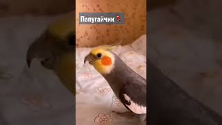 Папугайчик🦜