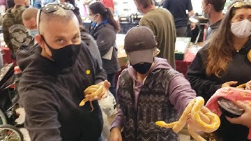 HAMBURG REPTILE SHOW.                                   (first since pandemic)