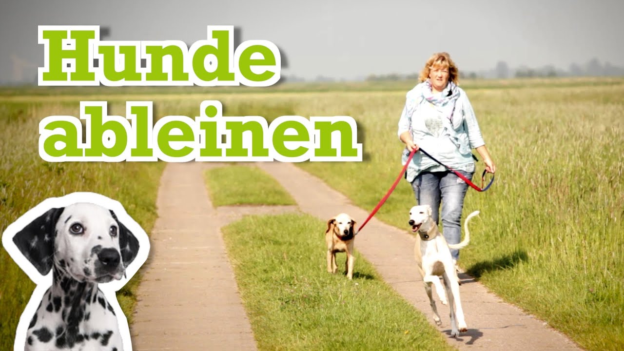 Hund Gassi gehen ohne Leine Freilauf üben - Hunde Ableinen - Hundeerziehung  Anleitung - YouTube