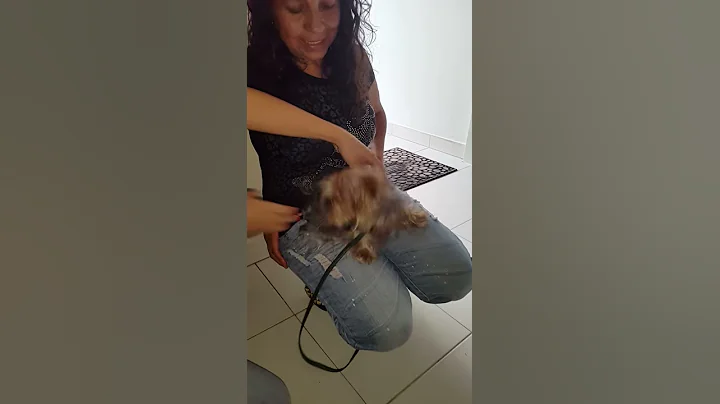 Yorkie furiosa