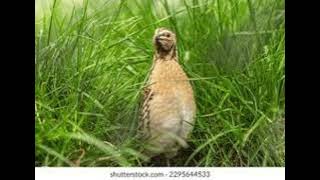 Morning Quail Calling | Peaceful Dawn Bird Sounds screenshot 3