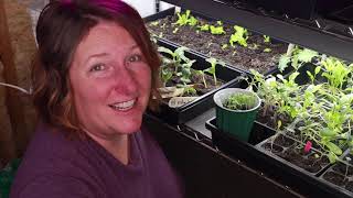 NEW Grow Room : Indoor Seed Starting : Food Security : Growing Vegetables From Seed