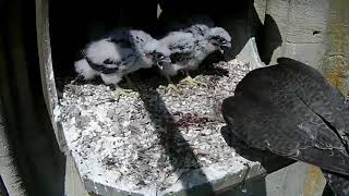 Bath Peregrines - 27 to 30 days old - 20200520