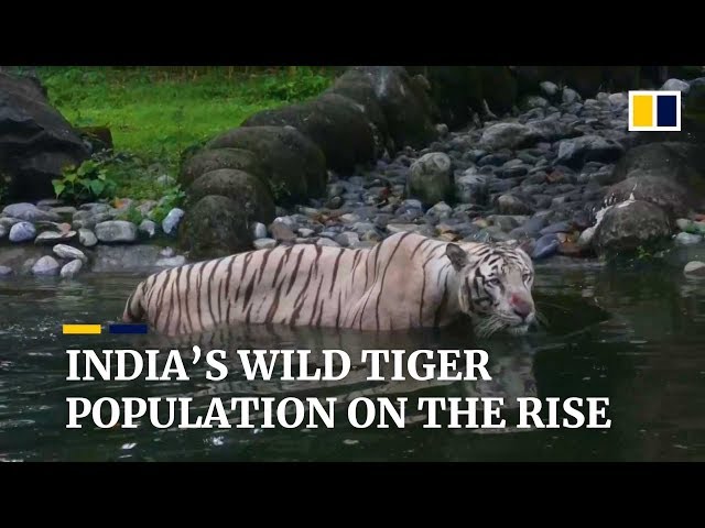 India's wild tiger population has risen to 3,000 class=