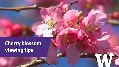How to find cherry blossoms in your neighborhood