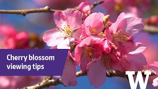 How to find cherry blossoms in your neighborhood