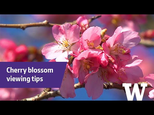 How to find cherry blossoms in your neighborhood - YouTube