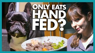 Pampered Molly is HandFed Luxurious Food For Every Meal! | It's Me or The Dog