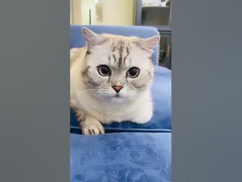 Мой друг кот Ириска - YouTube