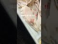 猟師も食べれない!!️野生の幻の。。。。!?️信州★松本★諏訪★伊那★肉刺し自慢!!️焼肉宿★平家の里