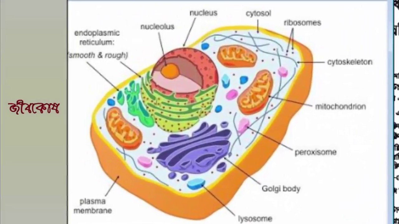 Эукариот схема