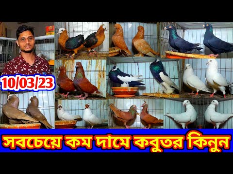 আজকের ভিডিওতে স্পেশাল অফারে সস্তা দামে কবুতর কিনুন | কম দামে কবুতর বিক্রি