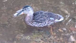 Duck Diary 18 by Bailey Brown 5 views 3 years ago 1 minute, 35 seconds